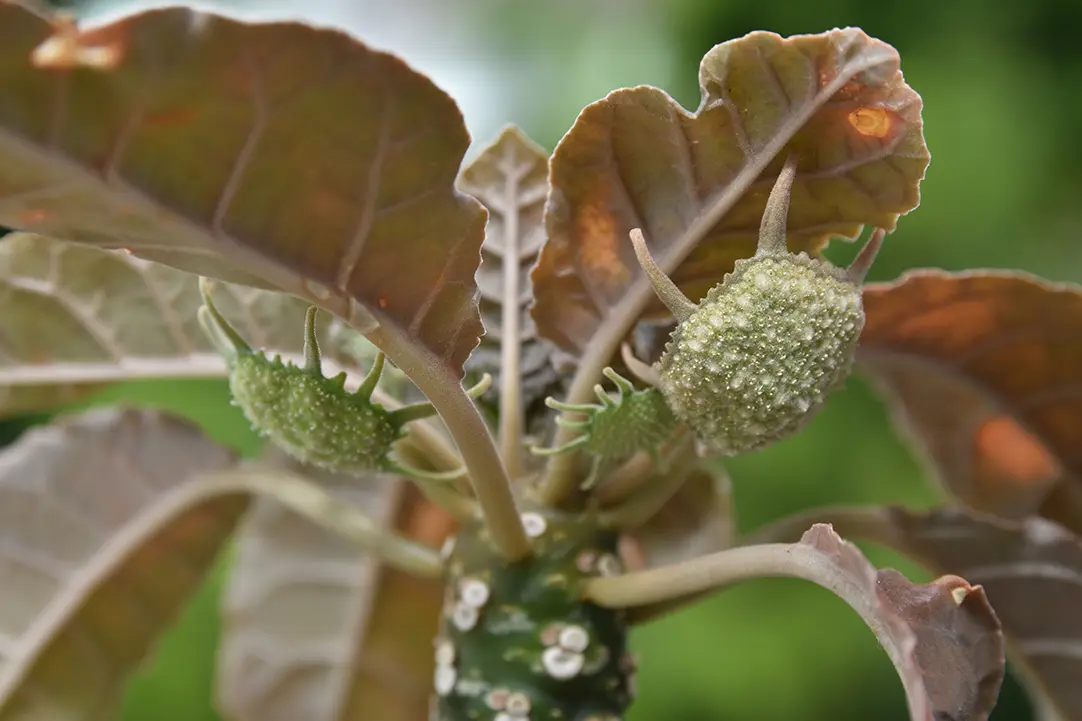 注目の珍しい観葉植物