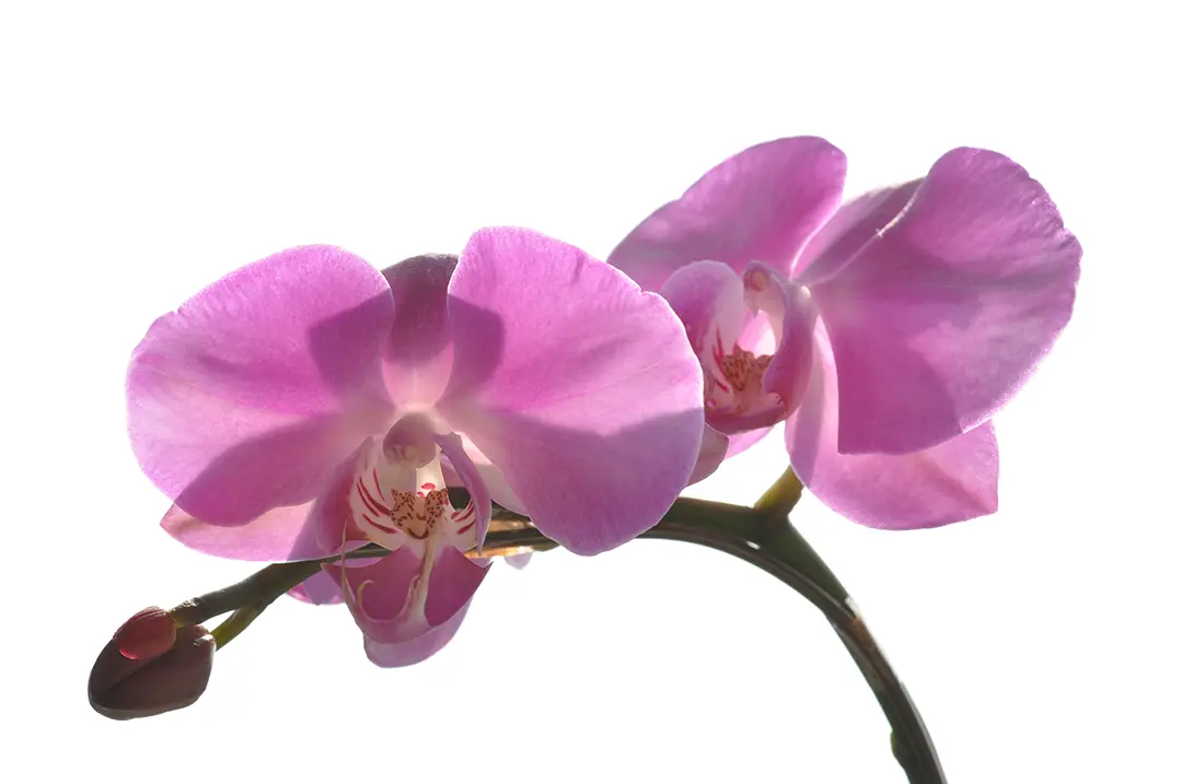 蘭栽培における病害虫トラブルシューティング